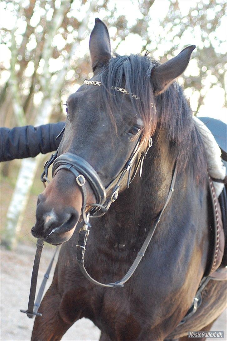 Dansk Varmblod First Lady [Savnet] - dejlige hest <3 billede 7