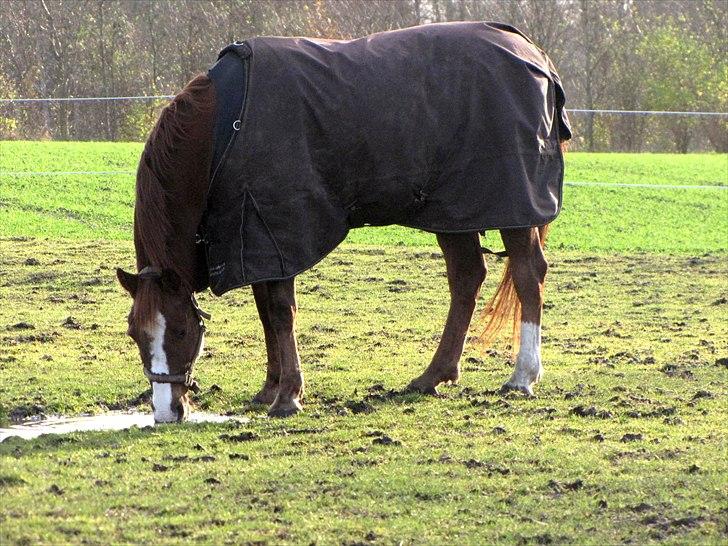 DSP Oscar - Ham den smukke på folden<3 billede 10