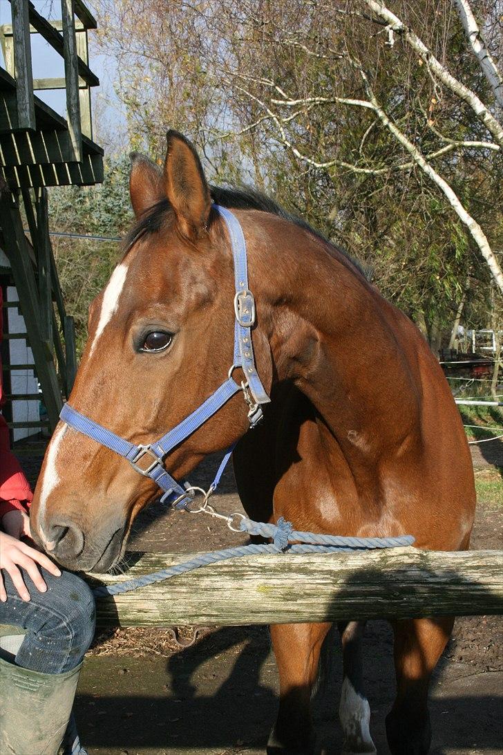 Dansk Varmblod Goldie R.I.P )': - Goldie min gamle hoppe på 25 (:<3 billede 9