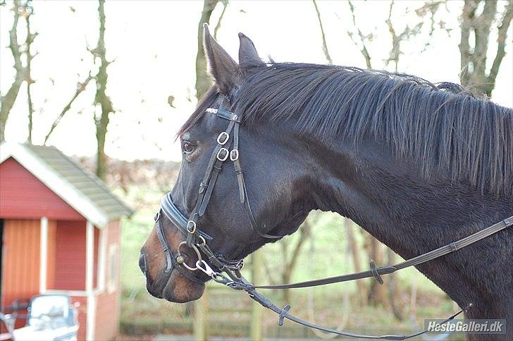 Dansk Varmblod First Lady [Savnet] billede 9