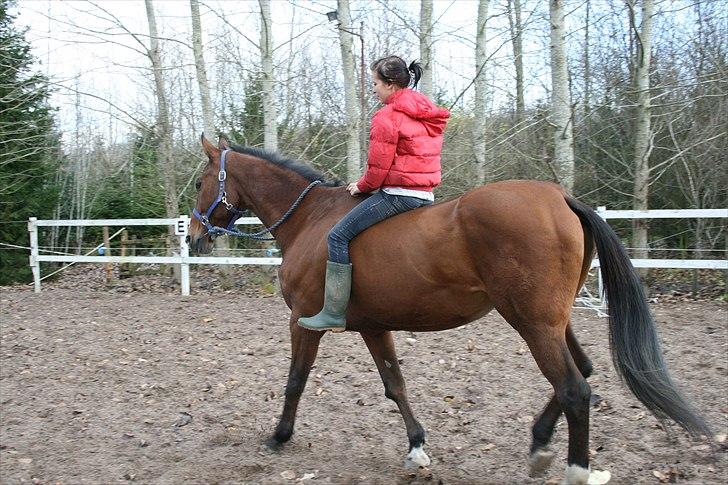 Dansk Varmblod Goldie R.I.P )': - Goldie & min sidste ride tur sammen.. ): billede 10