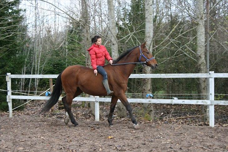 Dansk Varmblod Goldie R.I.P )': billede 11