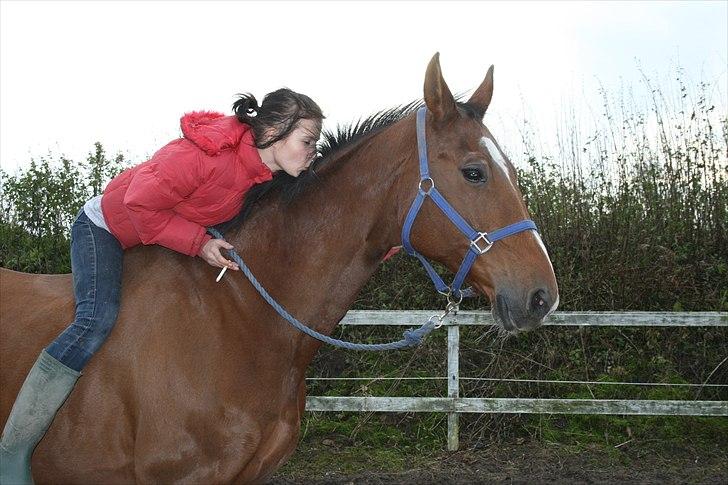 Dansk Varmblod Goldie R.I.P )': billede 12