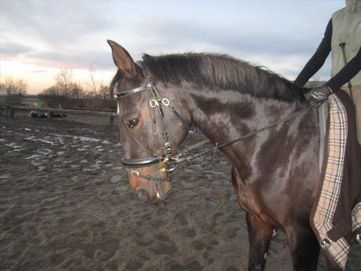 Dansk Varmblod Candy  - Fine Candy;-D billede 10