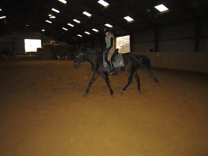 Dansk Varmblod Candy  - Træning:-) i hallen billede 11