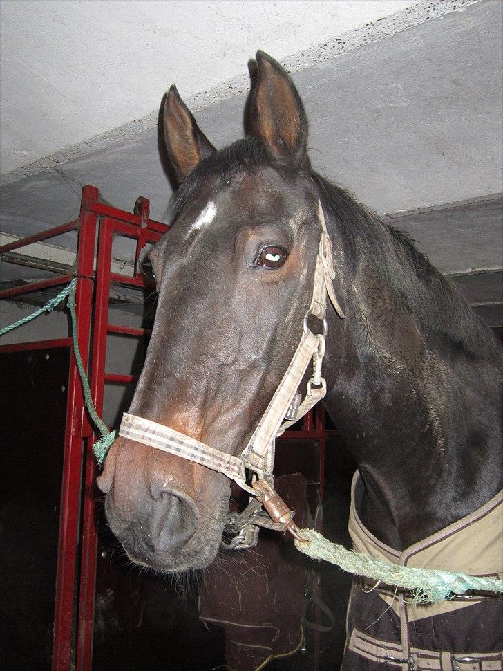 Dansk Varmblod Candy  - Candy på staldgangen :-D ikke striglet :-D billede 12