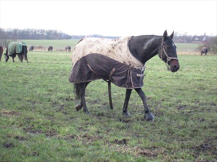 Dansk Varmblod Candy  - Candy på mark :-D ups dækken billede 13