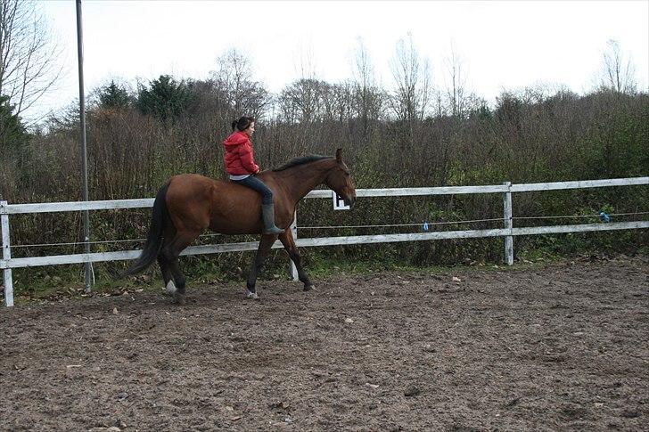 Dansk Varmblod Goldie R.I.P )': - Goldie og Jeg uden noget når vi rider.. :) billede 13