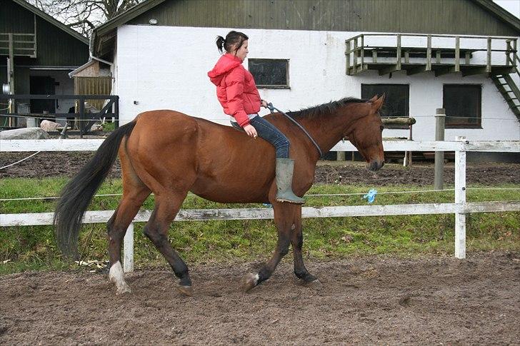 Dansk Varmblod Goldie R.I.P )': - Goldie ved ikke noget bedre ind at ride ud noget som helst :)  billede 14