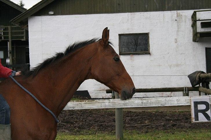 Dansk Varmblod Goldie R.I.P )': - Min skønne Goldie :) billede 15