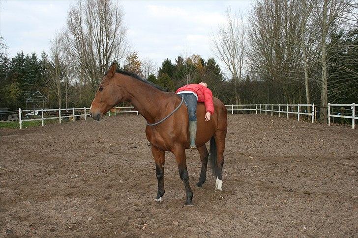 Dansk Varmblod Goldie R.I.P )': - Hun ser sur ud, men hun var træt af at vi tog billeder af hende (; billede 16
