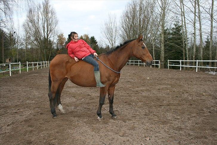 Dansk Varmblod Goldie R.I.P )': - Man kan bare alt med Goldie.. billede 17