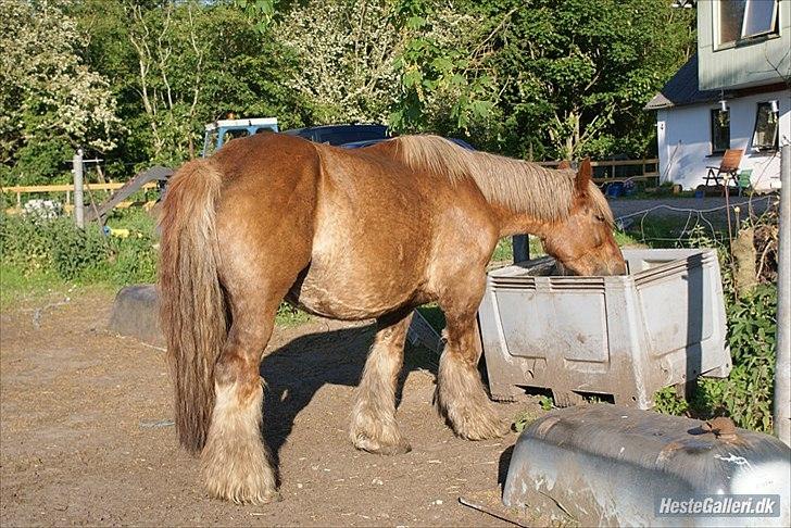 Jyde Bastian R.I.P nov 2009 - min smukke mor billede 5