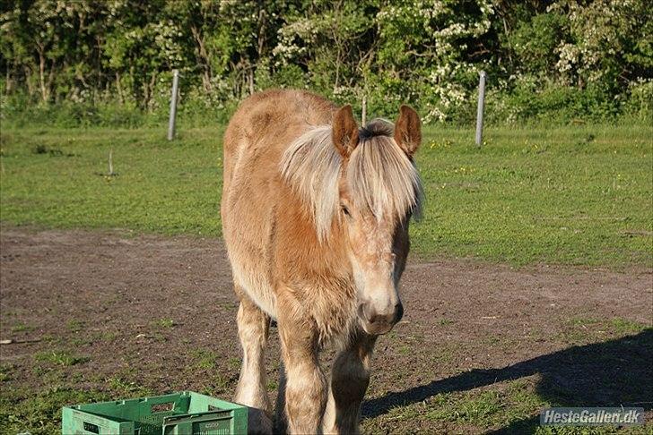 Jyde Bastian R.I.P nov 2009 billede 8