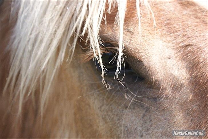 Jyde Bastian R.I.P nov 2009 billede 9