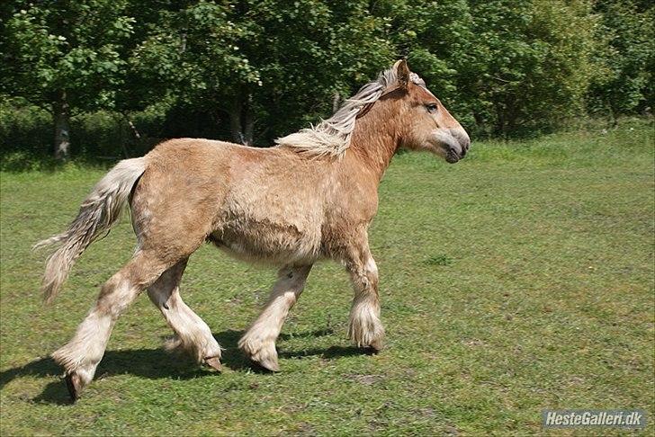 Jyde Bastian R.I.P nov 2009 billede 10