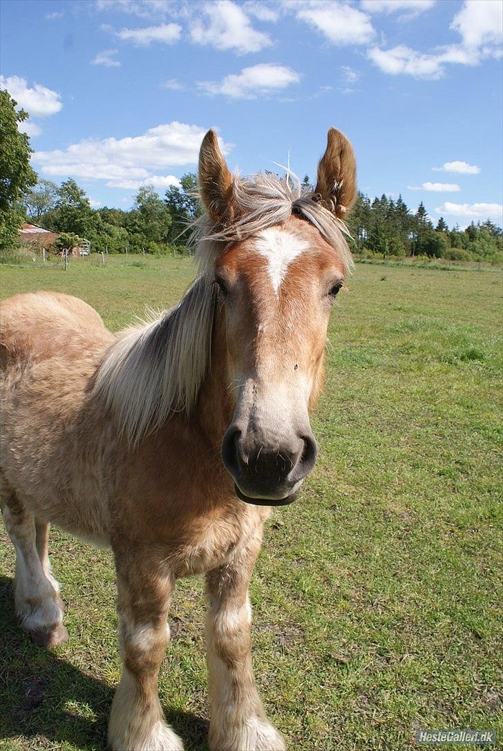 Jyde Bastian R.I.P nov 2009 billede 11