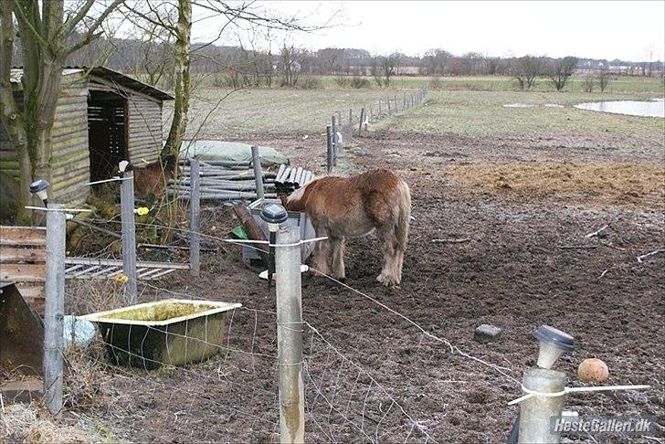 Jyde Bastian R.I.P nov 2009 billede 14