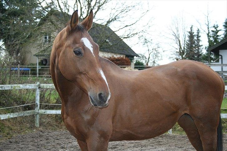 Dansk Varmblod Goldie R.I.P )': - Gamle :) billede 18