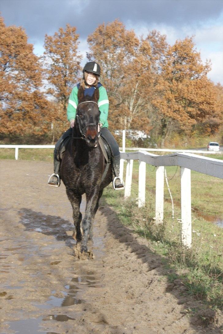 Anden særlig race Busse - Fotograf: Zanetta Seekjær billede 3