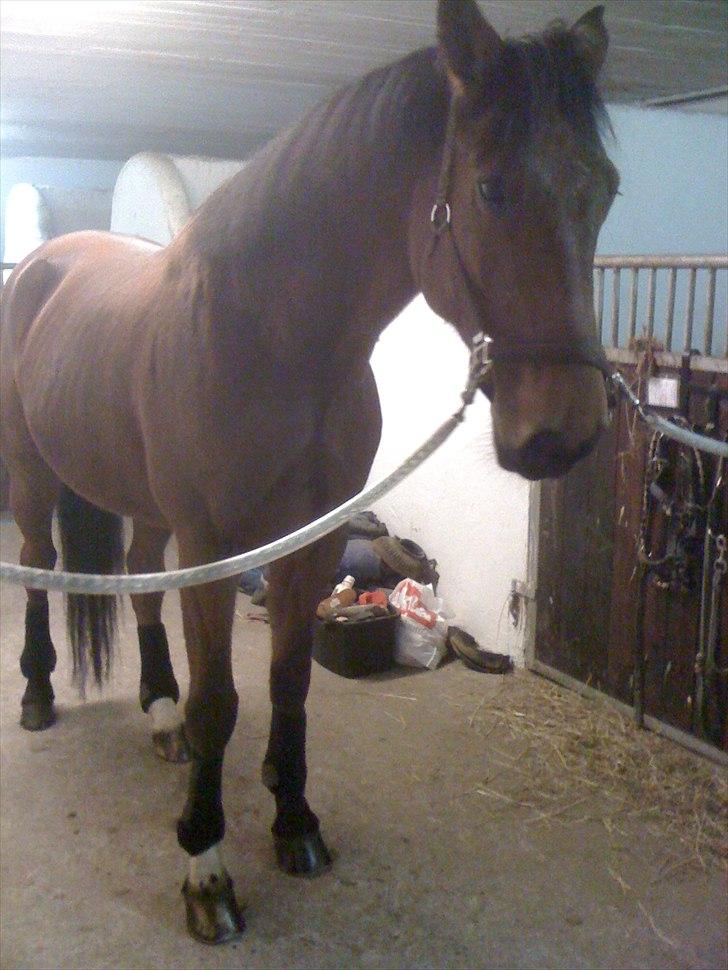 Traver Västerbo Partout *passer* billede 1