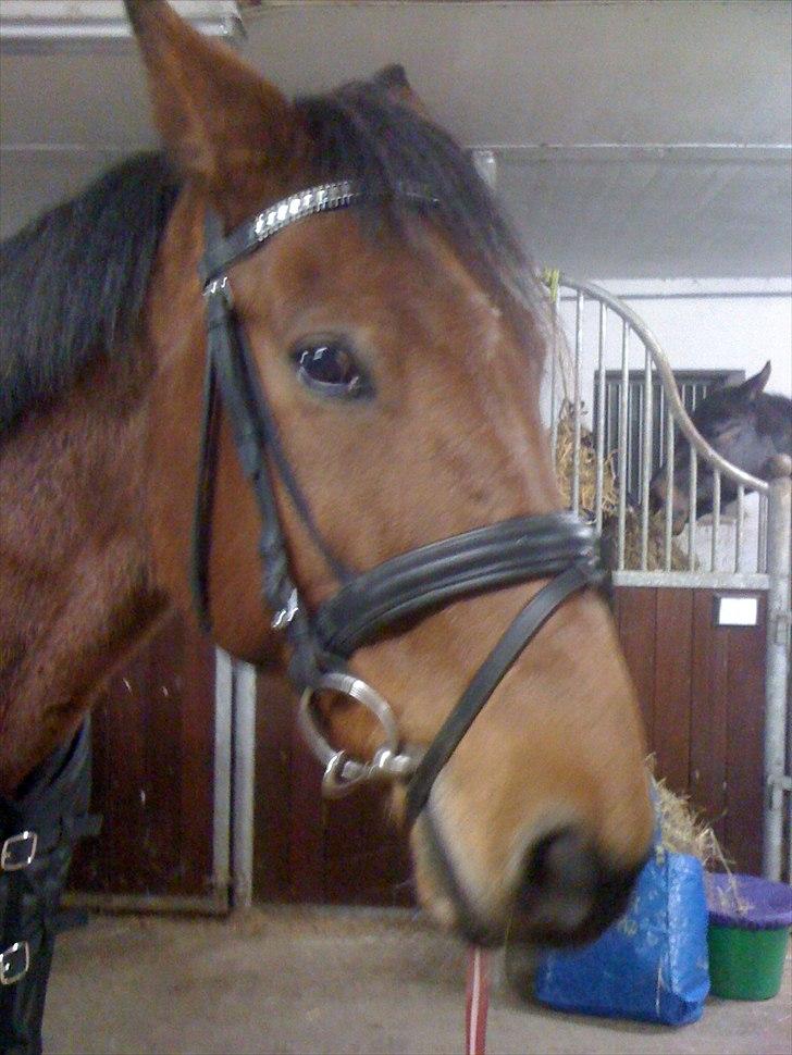 Traver Västerbo Partout *passer* billede 2