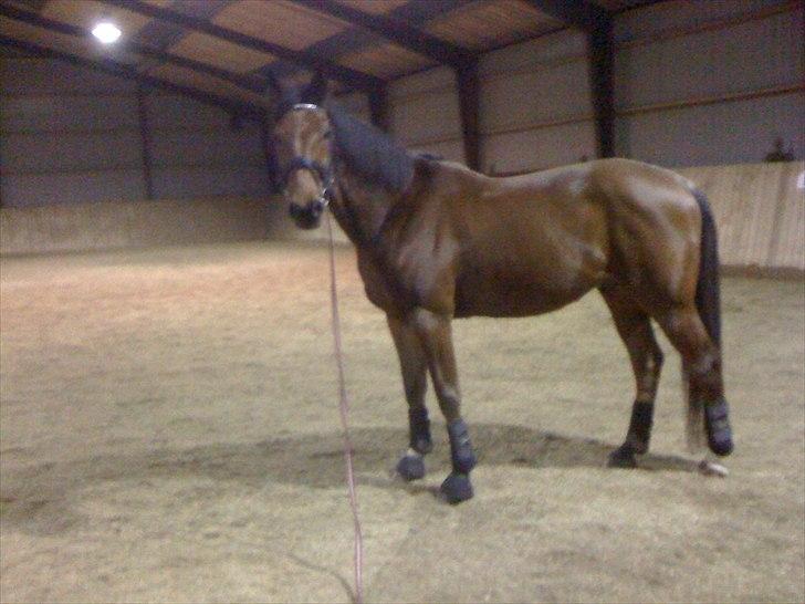 Traver Västerbo Partout *passer* billede 3