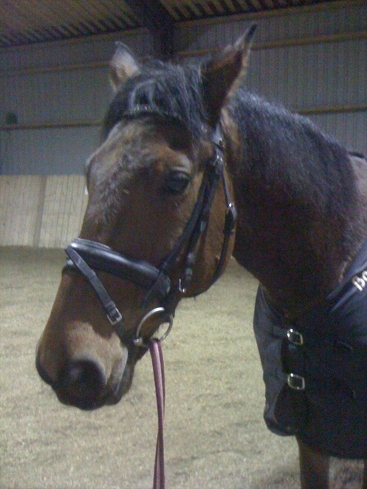 Traver Västerbo Partout *passer* billede 4