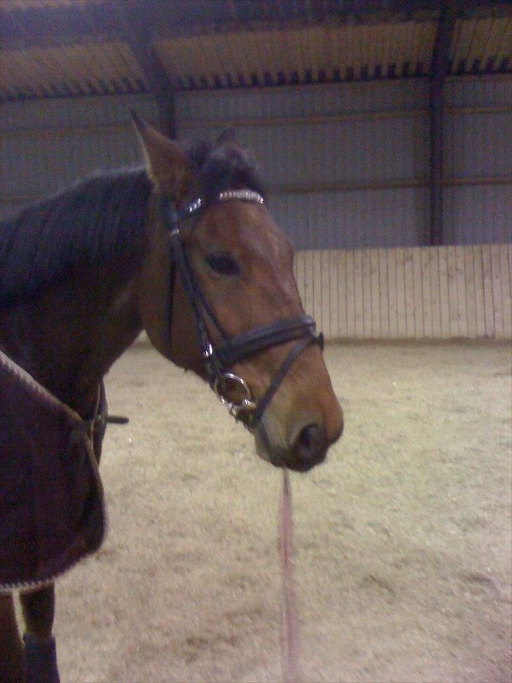 Traver Västerbo Partout *passer* billede 5