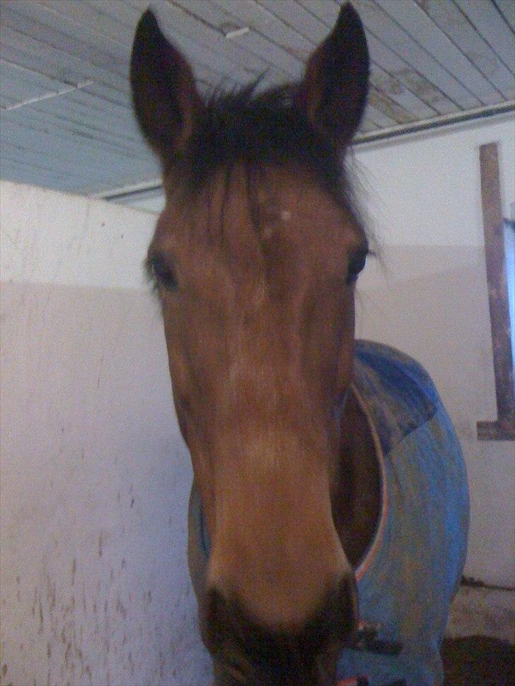 Traver Västerbo Partout *passer* billede 6