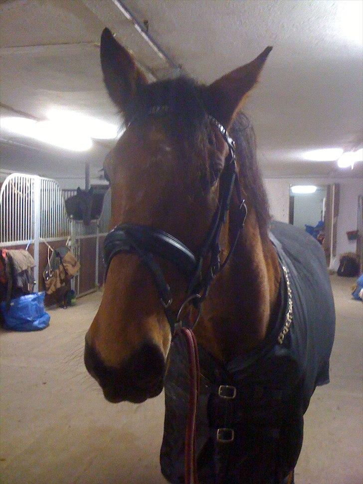 Traver Västerbo Partout *passer* billede 9