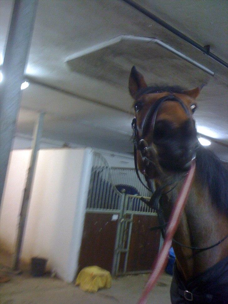 Traver Västerbo Partout *passer* billede 10