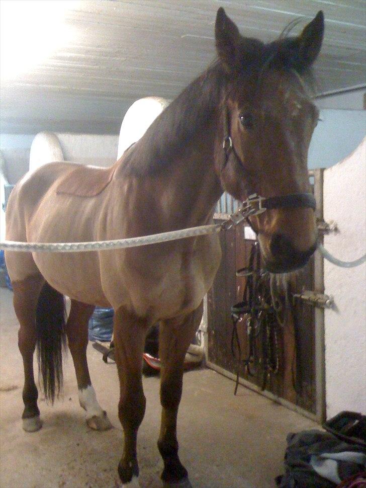 Traver Västerbo Partout *passer* billede 11