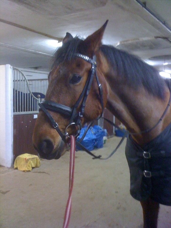 Traver Västerbo Partout *passer* billede 12