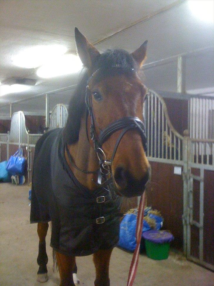 Traver Västerbo Partout *passer* billede 13