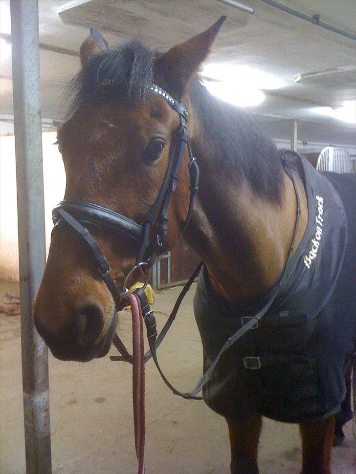 Traver Västerbo Partout *passer* billede 14