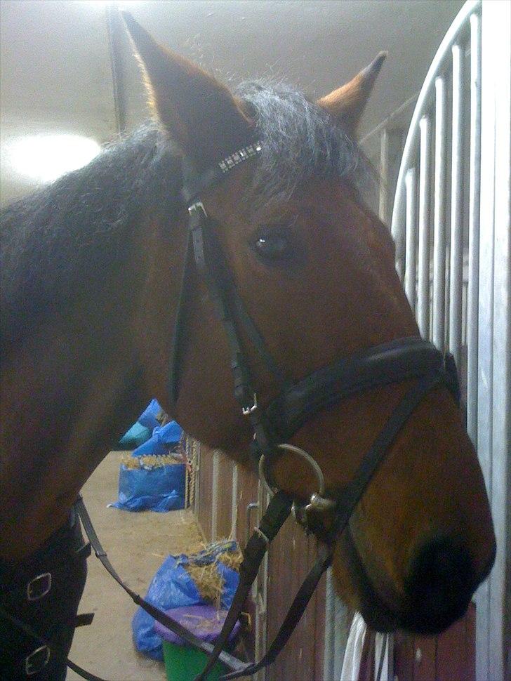 Traver Västerbo Partout *passer* billede 15