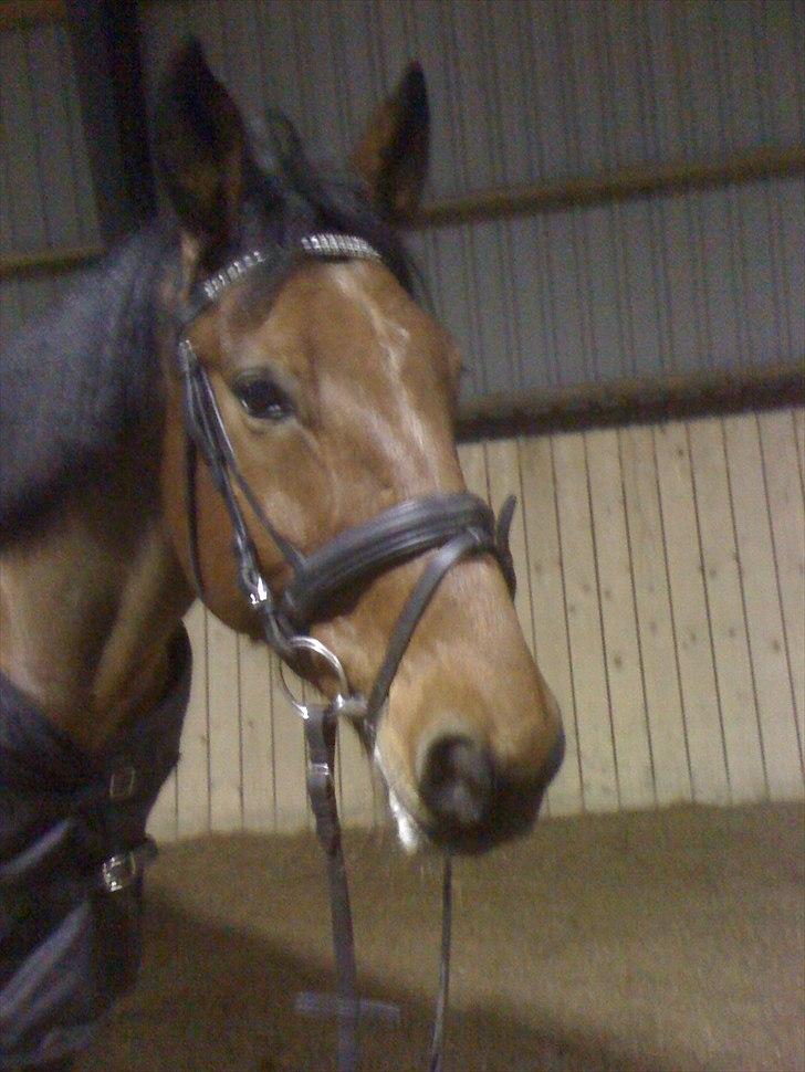 Traver Västerbo Partout *passer* billede 16