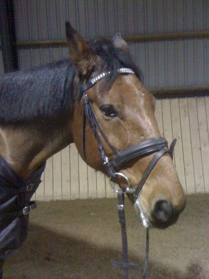 Traver Västerbo Partout *passer* billede 17