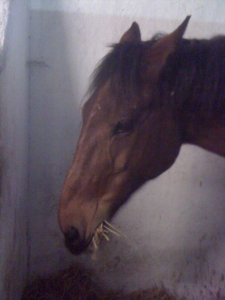 Traver Västerbo Partout *passer* billede 18