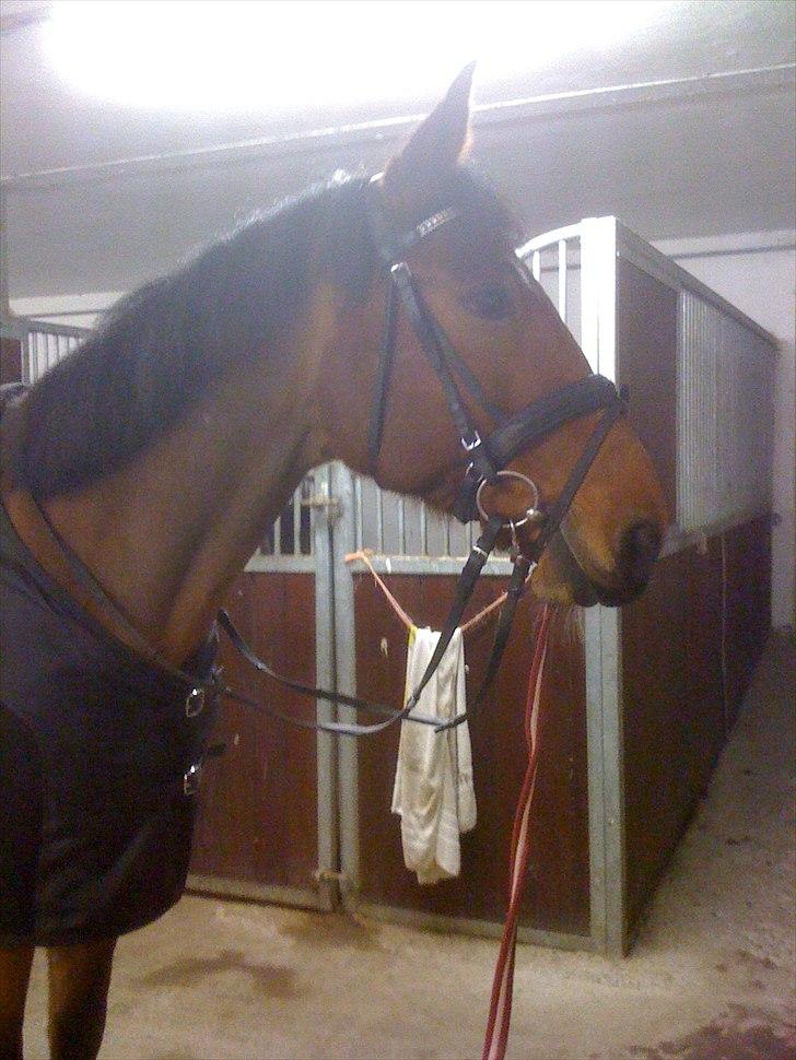 Traver Västerbo Partout *passer* billede 20