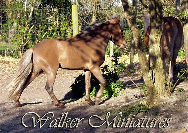 Amerikansk Miniature - GMH Scouts Mr. Walker - Walkers skinnende sommerpels billede 4