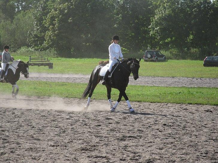 Oldenborg Pedro - Kragelund 2010 billede 1