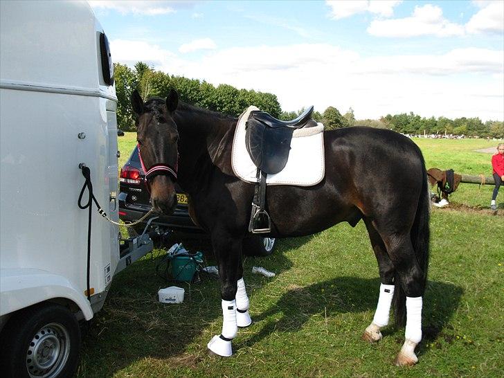 Oldenborg Pedro - Pedro er næsten klar :) billede 2