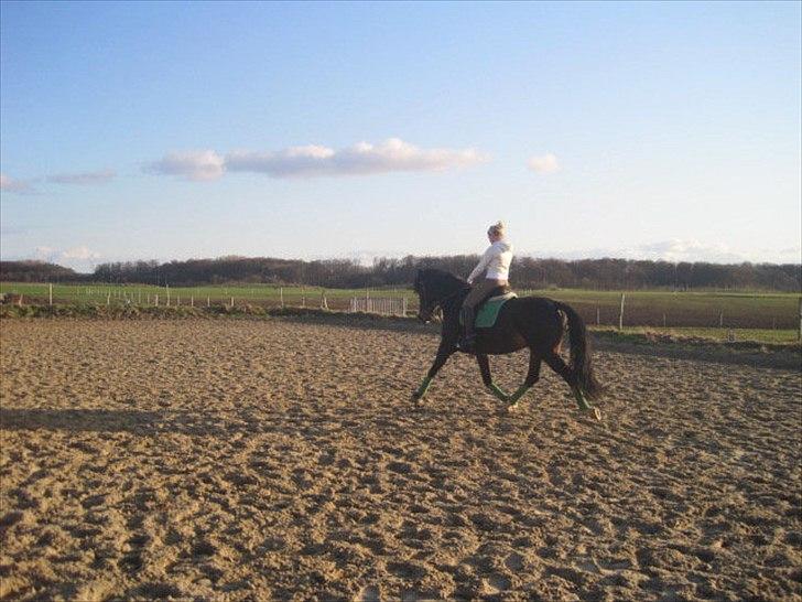 Oldenborg Pedro - Fri trav :D billede 4