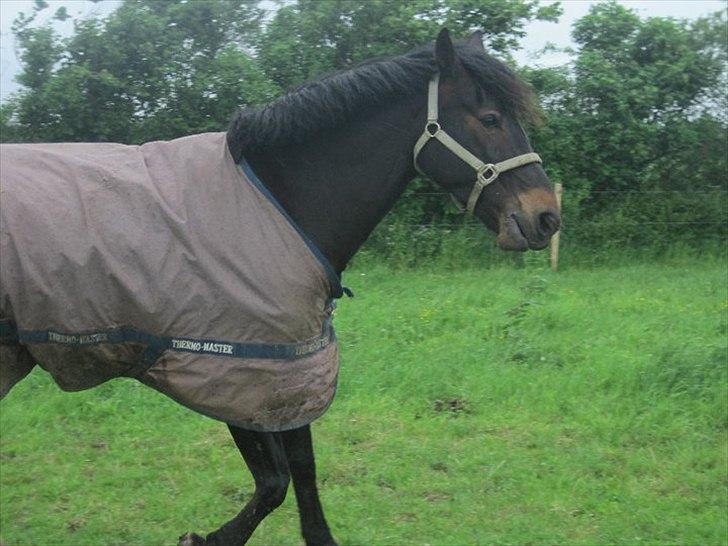 Oldenborg Pedro - på mark .. billede 6