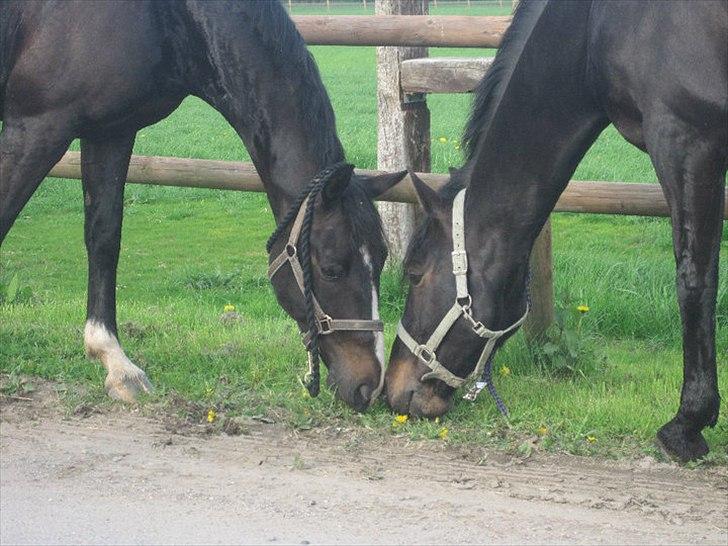 Oldenborg Pedro - med sin bedste ven :) billede 7