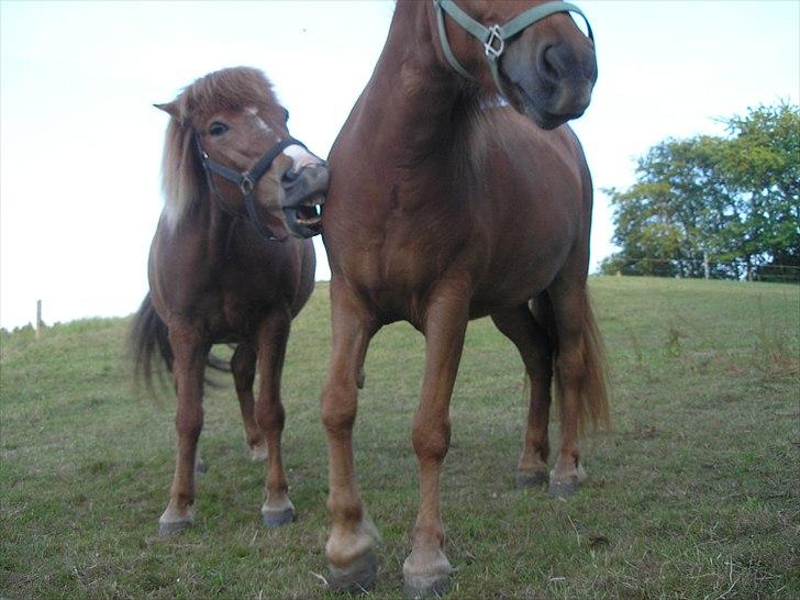 Islænder Sigyn fra Madumsø - Sigyn, den sure trunte :p Foto: Mig billede 16