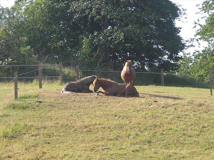 Islænder Sigyn fra Madumsø - Sigyn - Flokkens beskytter på en varm dag. Foto: Mig billede 17