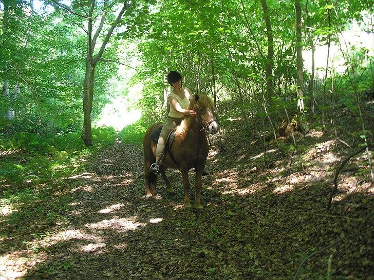 Islænder Sigyn fra Madumsø - Mutti og Sigyn i Klinteskoven. (det er lidt rystet, fordi jeg sad på Bjarni da jeg tog det) Foto: Mig billede 18